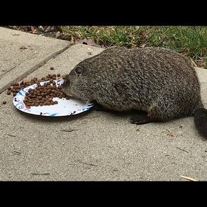 Meet your Posher, Bill